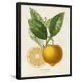 thumbnail image 1 of French Lemon Botanical III, Botanical Framed Art Print Wall Art by A^ Risso Sold by Art.Com, 1 of 4