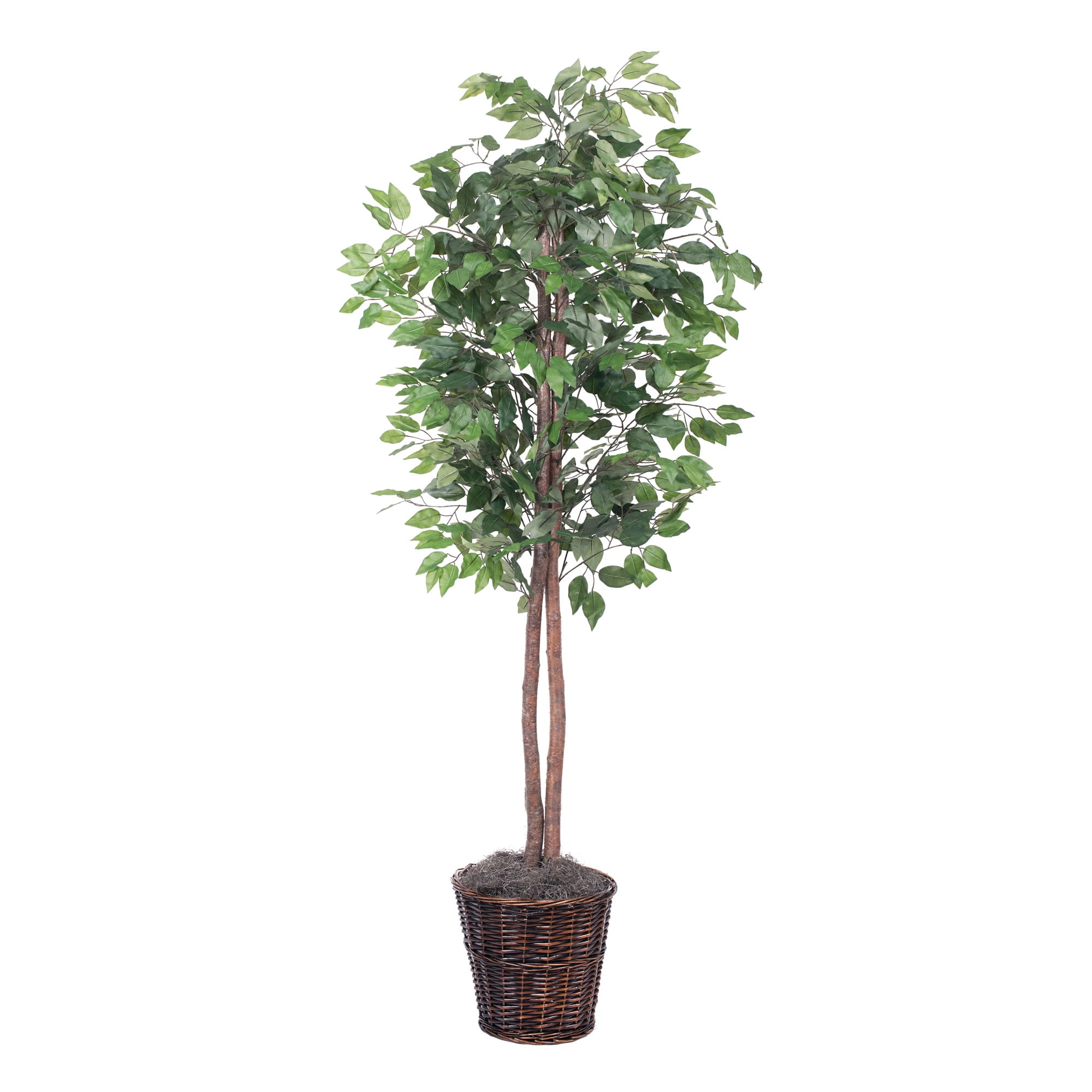 Vickerman 6' Artificial Ficus Tree in Brown Rattan Basket