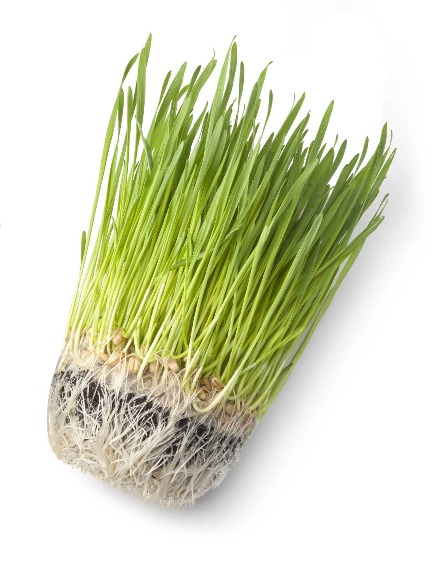 Wheatgrass Seeds; Hard Red Winter Wheat, Non-GMO, Chemical Free, High Germination (10 Pounds)