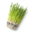 thumbnail image 2 of Wheatgrass Seeds; Hard Red Winter Wheat, Non-GMO, Chemical Free, High Germination (10 Pounds), 2 of 4