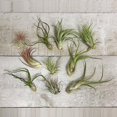 thumbnail image 1 of Ensemble de Plantes Aériennes de Luxe (Assorties), 1 of 10