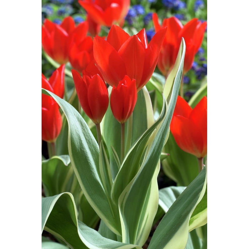 Praestans Unicum Perennial Tulip 10 Bulbs Multi Flowering 10/11 cm