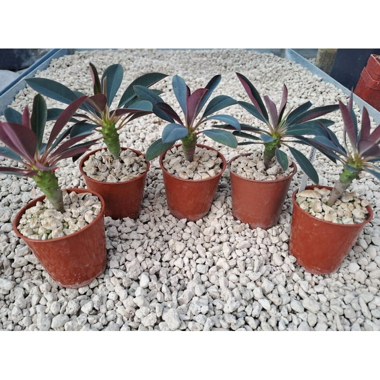 5 Euphorbia Pachypodioides Seeds for Planting - Exotic Succulent Cactus -  Rare Succulent - Walmart.com