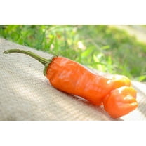 Sherwood's Seeds 10  Orange Peter Chili Pepper Seeds, Heirloom
