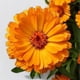 thumbnail image 1 of 150 Marigold Seeds - SemiWild Permaculture, 1 of 3