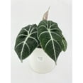 thumbnail image 2 of Alocasia Black Velvet - Live Air-Purifying Indoor Plant in Nursery Pot – Easy Care, Low Maintenance Houseplant for Home & Office Decor, Natural Air Cleaner, Best for Beginners (6"Pot), 2 of 10