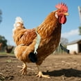 thumbnail image 4 of Jouet de Bras de Poulet Unique avec Accessoire pour Divertissement Interactif et Exercice d'Entraînement pour Animaux, 4 of 5