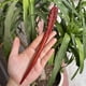 thumbnail image 1 of Horquilla antigua tallada en madera de sándalo rojo lobular, placa para el cabello, artesanías de madera pulida a mano, regalos antiguos de caoba, 1 of 6