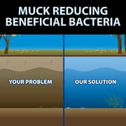 Crystal Clear MuckOff, Natural Pond Muck Treatment - 24 Tablet