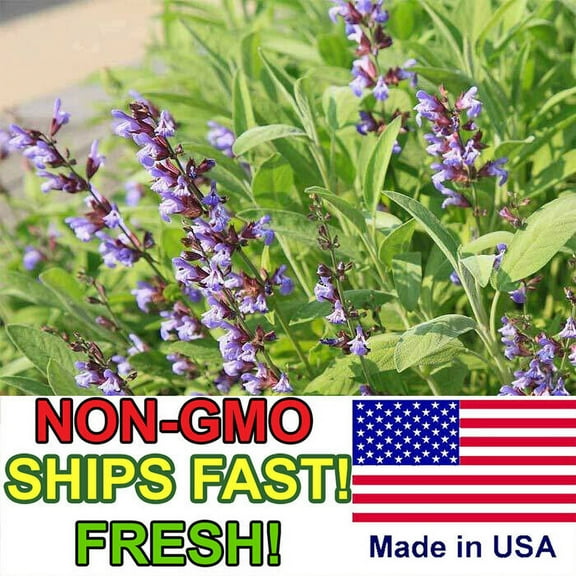 Sage Seeds for Planting | Non-GMO, Heirloom | Fresh Garden Seeds from USA