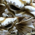 thumbnail image 5 of Aquarium Fish Tank Dinosaur Head Skull Ornament Resin Crafts Halloween Props Popular Science Tools, 5 of 5