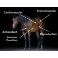 thumbnail image 2 of Vitamin E en pellets MVP 5.000 UI 1,36 kg para caballos, 2 of 5