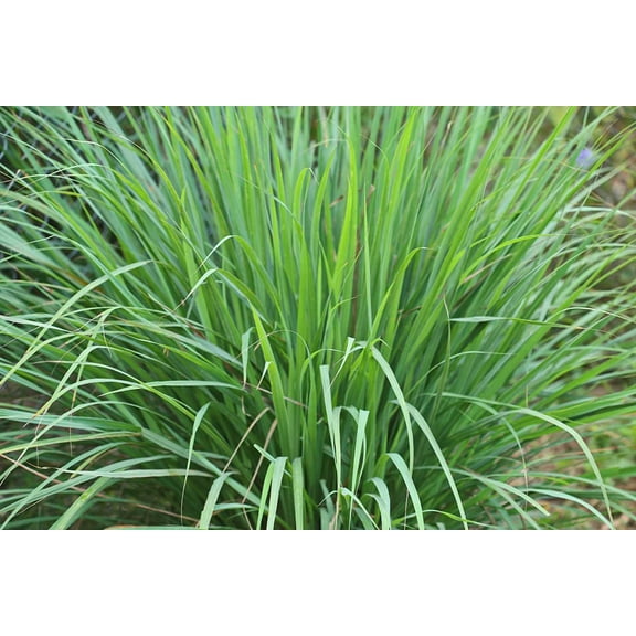 CZ Grain 100 Lemongrass Plant Seeds, Highly Desired Annual Grass for Culinary Use