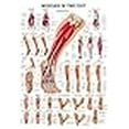 thumbnail image 3 of Muscles of the Foot Laminated Anatomy Chart, 3 of 4