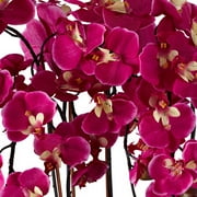 Dahlia Studios Potted Faux Artificial Flowers Realistic Purple Fuchsia Orchid in White Ceramic Pot for Home Decoration 29 High