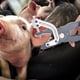 thumbnail image 2 of Herramienta de identificación del aplicador del alicate de la etiqueta del oído del ganado de la oveja del cerdo de la aleación, 2 of 5