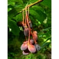 thumbnail image 5 of 15 INDIAN PLUM Osoberry Oregon Oso Berry Oemleria Cerasiformis Fruit Shrub Seeds, 5 of 11