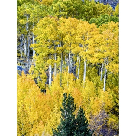 Aspen Fall Foliage, Eastern Sierra Foothills, California, USA Print Wall Art By Tom (Best Fall Foliage In California)
