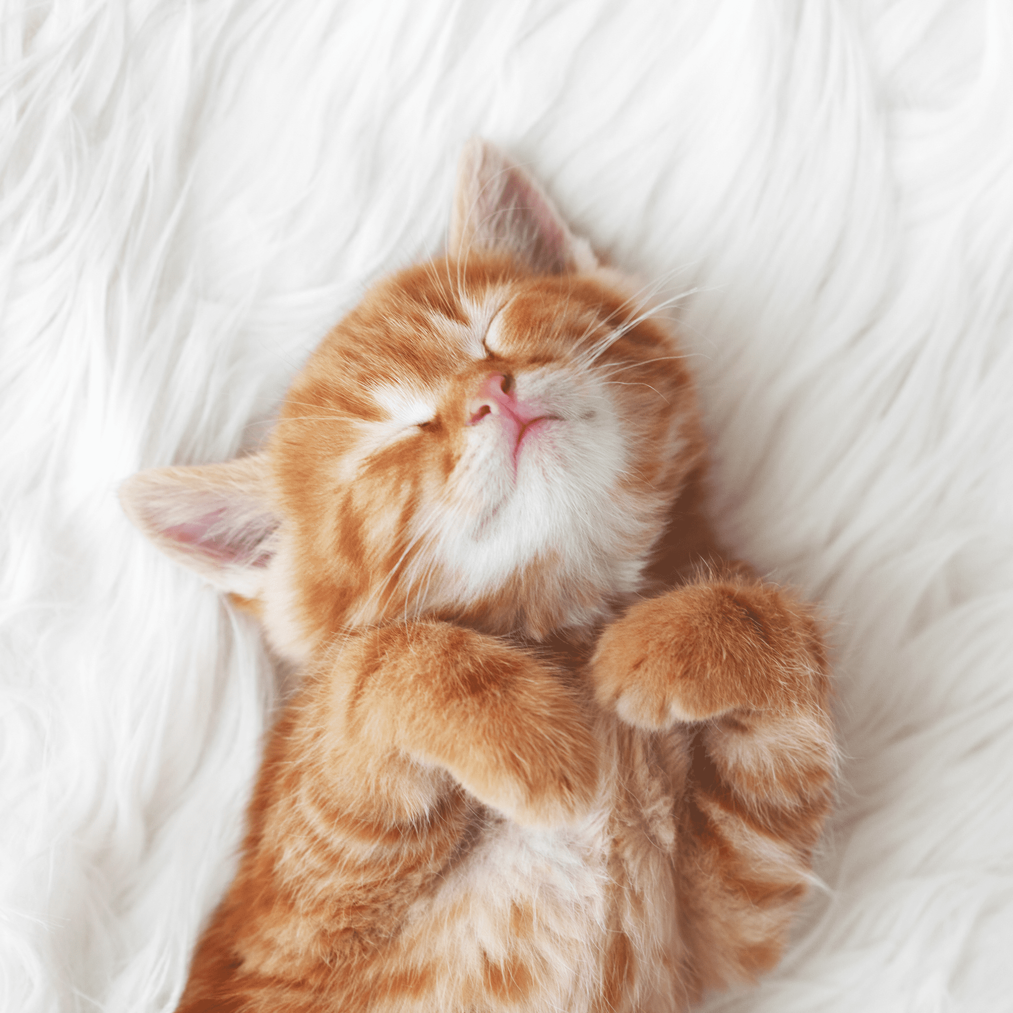 Fancy Feast Petites | Chicken Rice, Ocean Whitefish Tomato, Salmon Spinach | 2 Each | MerlinsMart Zine & Catnip Toy