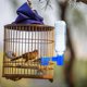 thumbnail image 1 of Nestingho 20Ud Comedero Y Bebedero Para Pajaros Azul Plástico Premium Instalación Sencilla, 1 of 8