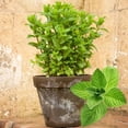 thumbnail image 6 of 2 Peppermint Plants Live Clumps Potted, Size 5-9" in Tall, Fresh Mints Herb for Indoor Outdoor Growing, Culinary Gardening, Cold Hardy and Fast-growing, 6 of 6