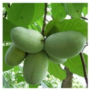 2 Paw Paw Trees - 6-12" Tall Seedlings - 2.5" Pots - Live Indian Banana Plants - Asimina triloba