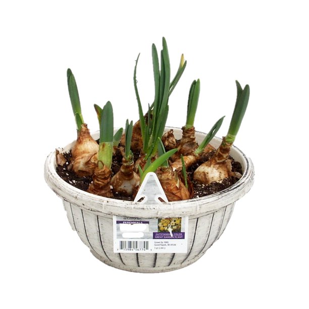 Better Homes & Garden 3QT Multicolor Combo, Live Plants