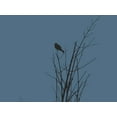 thumbnail image 2 of Popcorn 32x25 White Modern Wood Framed Museum Art Print Titled - Bird Silhouette: Black/Blue, 2 of 4