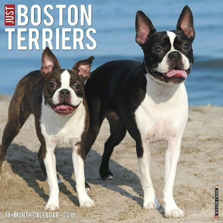 - Just Boston Terriers 2019 Wall Calendar (Dog Breed Calendar) (Other)