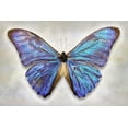 thumbnail image 2 of Reynolds, Richard 32x23 Gold Ornate Wood Framed with Double Matting Museum Art Print Titled - Aurora Morpho, 2 of 4
