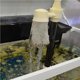 thumbnail image 3 of Monstrate Bomba de cambio de agua, dispositivo retráctil, herramientas de limpieza de , suministros de acuario ABS para accesorios de tanques Conjuntos de muebles de dormitorio, 3 of 6
