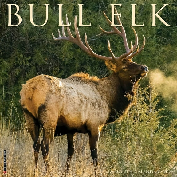 Willow Creek Press, Elk Bull 2026 Wall Calendar, 12'' X 12'', Daily Calendar with Stapled Binding
