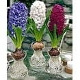 thumbnail image 2 of Crystal Live Green Gardening Rare Variety Hyacinth Imported Flower Bulbs (Multicolour) - Pack of 5 Bulbs, 2 of 5