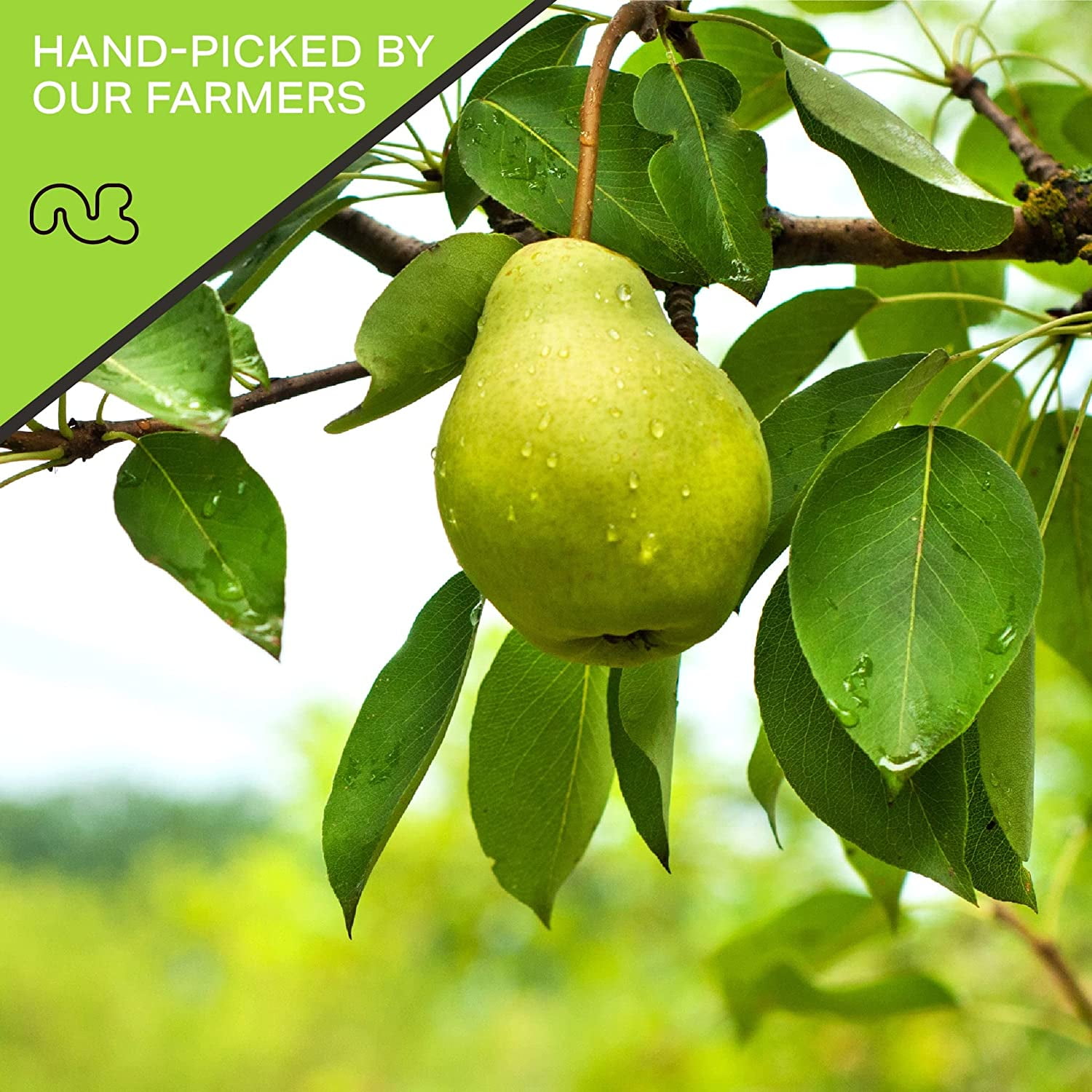 Nut Cravings Sun Dried California Pears, No Sugar Added (32oz - 2 lbs)