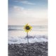 thumbnail image 1 of Diamante pintura (DB3183) DIY 5D mar girasol cuadrado bordado Kit artesanía 30x40cm FLhrweasw Nuevo, 1 of 1