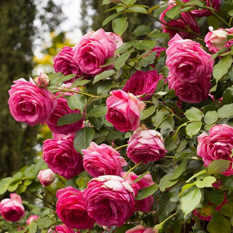 30 Rare Seeds| Pretty in Pink Climbing Rose Bush Flower Seeds#1115 |buy 4 GET 1 Free|