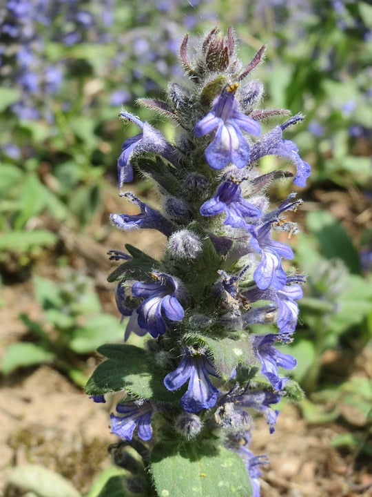 Ajuga Reptans Bugleweed Blue Bugle Bugleherb Bugle20 Inch By 30 Inch