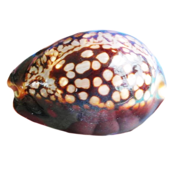 Set of 2 Beautiful Polished Cypraea Mauritiana (Humpback Chocolate Cowrie) Shell Seashell Beach Decor Coastal Cottage