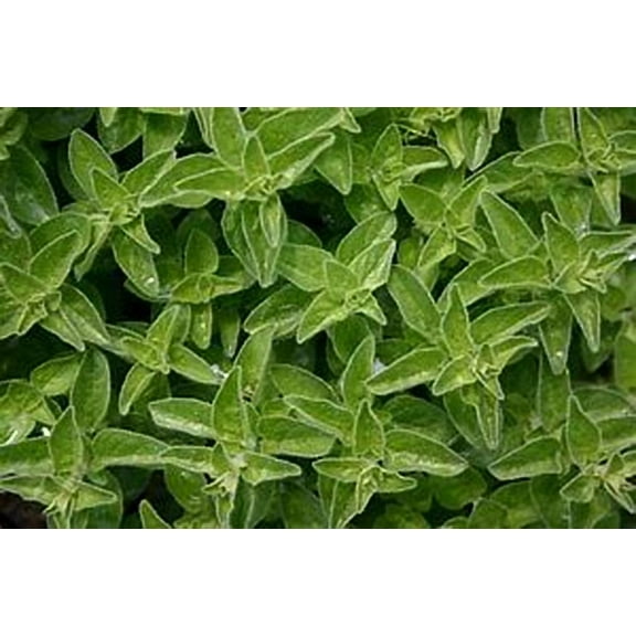 Marjoram Great Garden Herb by Seed Kingdom Bulk 20,000 Seeds