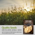 thumbnail image 5 of 5 Packs Japanese Hulless Popcorn Seeds - Non-GMO Heirloom Full Sun Annual Vegetable, 5 of 7