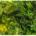 thumbnail image 2 of Rapini Bunch, 1 lb, 2 of 2