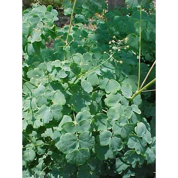 Early Meadow-rue