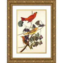 Audubon, John James 11x14 Gold Ornate Wood Framed with Double Matting Museum Art Print Titled - Summer Red Bird