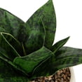 thumbnail image 4 of DesignOvation 6.25"H Artificial Snake Plant in White Ceramic Pot, 4 of 8
