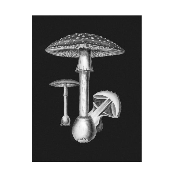 Trademark Fine Art Pictufy Amanita Muscaria Dark Background BW Canvas Wall Art