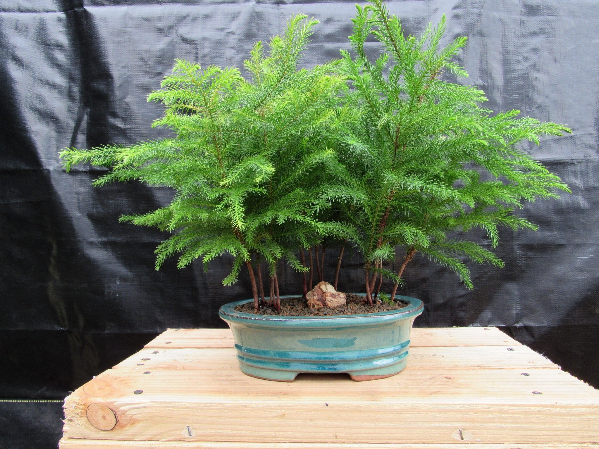 Norfolk Island Pine Bonsai 3 Tree Forest - Walmart.com