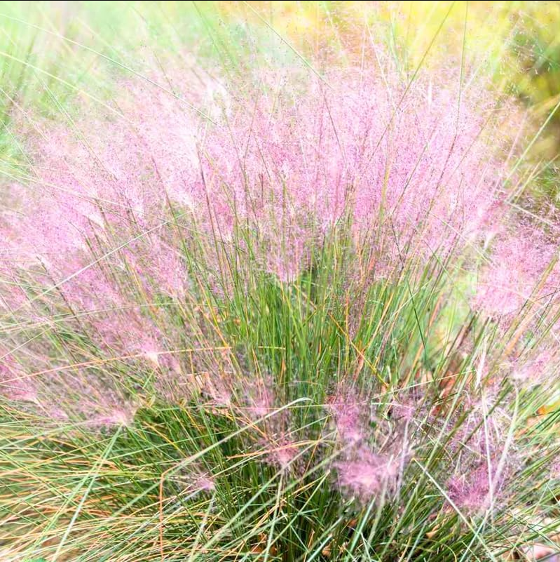 Muhly Grass Pink Live Starter Plant for Planting, Ornamental Grass Live Plant for Growing Indoor, Outdoor, 4 to 6 Inch Tall, Ship No Pot