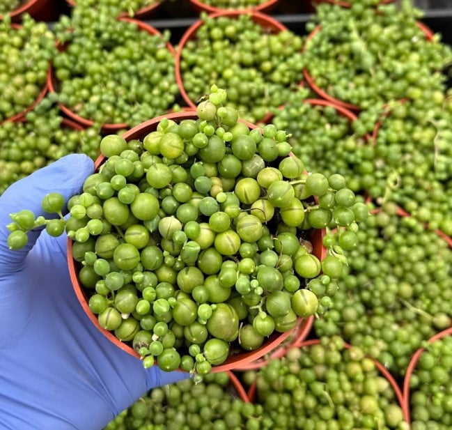 String of Pearls Live Plant in 4" Pot - Trailing Succulent - String Plant - Senecio Rowleyanus - Ornamental Indoor Outdoor Houseplant
