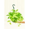 thumbnail image 5 of Epipremnum Aureum Live Green Plant in 6" Pot, 5 of 5