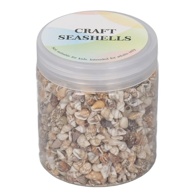 Conchas marinas pequeñas, 1 lata Conchas marinas pequeñas para hacer manualidades Conchas marinas para decorar Diseño de vanguardia